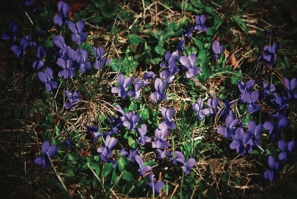 Sigmundsherberg - Viole di campo fiorite nel prato del cimitero di Guerra Italiano del lager